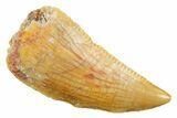 Serrated Raptor Tooth - Real Dinosaur Tooth #355543-1